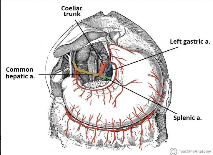 <p><span>It arises from the anterior aspect of the aorta at the aortic hiatus of the diaphragm (T12 level).</span></p><p></p><p><strong>Left Gastric Artery</strong><br><span>giving rise to&nbsp;</span><strong>oesophageal branches</strong><span>,&nbsp;before continuing anteriorly along the lesser curvature of the </span>stomach<span>. Here, it anastomoses with the right gastric artery.</span></p><p></p><p><strong>Splenic Artery</strong><br><span>travels left towards the </span>spleen<span>, running posterior to the stomach and along the superior margin of the </span>pancreas<span>.</span></p><p></p><p><strong>Common Hepatic Artery</strong><br><span>The common hepatic artery is the sole arterial supply to the </span>liver<span>divides into its two terminal branches – the&nbsp;</span><strong>proper hepatic </strong><span>and </span><strong>gastroduodenal </strong><span>arteries.</span></p><p></p>