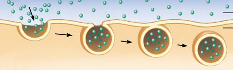 <p>Endocytosis (active transport)</p>