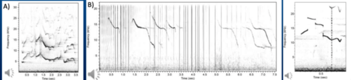 <p>➢A) Tonal whistles: variable structures all dolphins </p><p>➢B) Stereo-typed whistles: re-occurring stable structure</p><p>Bottlenose dolphins, all dolphins</p><p>➢C) Ultrasonic Whistles: main energy 20-60 kHz (&gt; 90 kHz) Killer whales and Long-finned pilot whales</p>