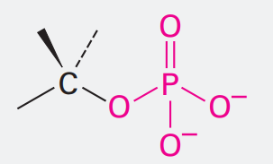 <p>Ending: phosphate</p><p>OPO<sub>3</sub><sup>2-</sup></p>