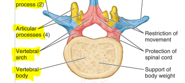 <p>composed of the pedicles and the laminae</p>