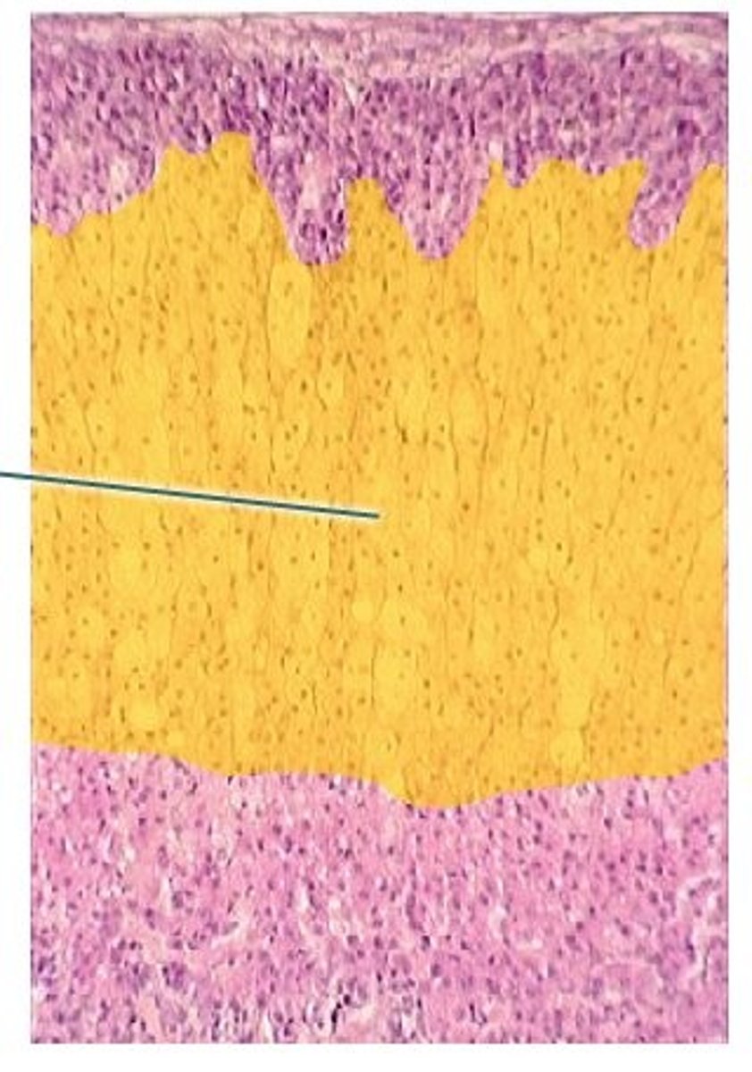 <p>What zone of the adrenal cortex:</p><p>-makes glucocorticoiods (cortisol)</p><p>-affects carbohydrate metabolism by stimulating gluconeogenesis and glycogen synthesis; suppresses immune function, controlled by ACTH</p>