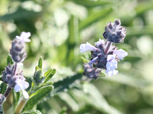 <ul><li><p>Salvia mellifera</p></li><li><p>CSS (looks purple)</p></li></ul>