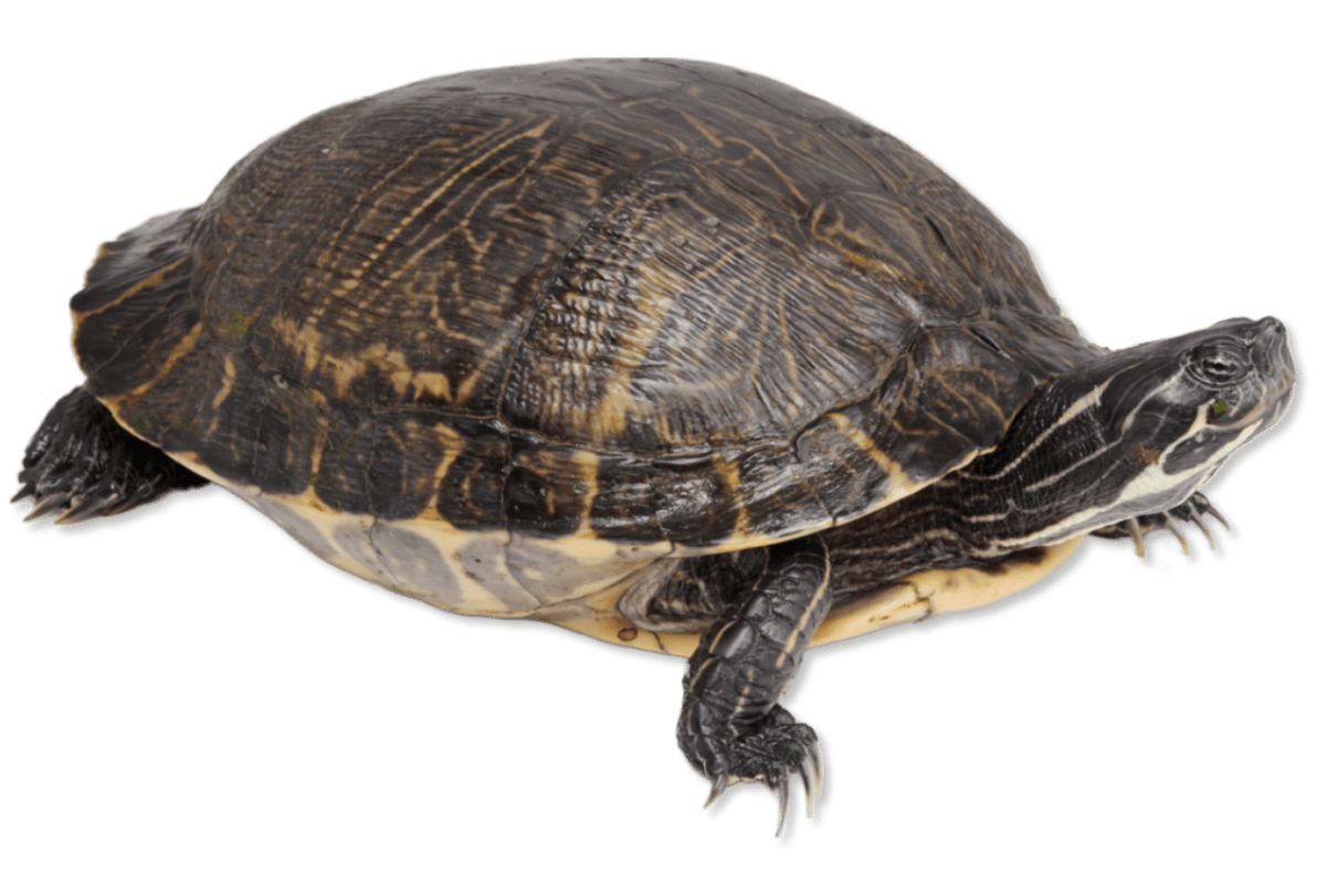 Eastern River Cooter