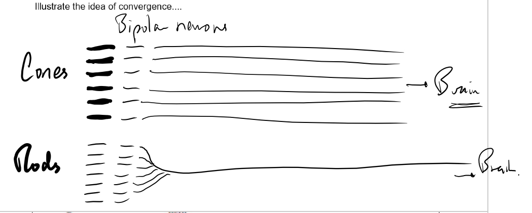 <p>Rods more sensitive than cones- can function even in dim light</p><ol><li><p>The pigment n rod cells is more easily bleached (broken down) than than pigment in cones</p></li><li><p>Retinal convergence- many rod cells converge into one neurone so they can all contribute to the generator potential, making it more likely that the threshold will be reached. Each rod has its own connection. Any impulses generated by an individual cone are transmitted to the brain but any impulses generated by a rod are fed into a neurone along with impulses from many others</p></li></ol><p></p>