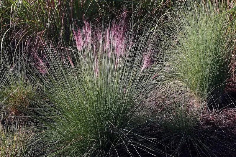 <p>Purple moor grass</p>