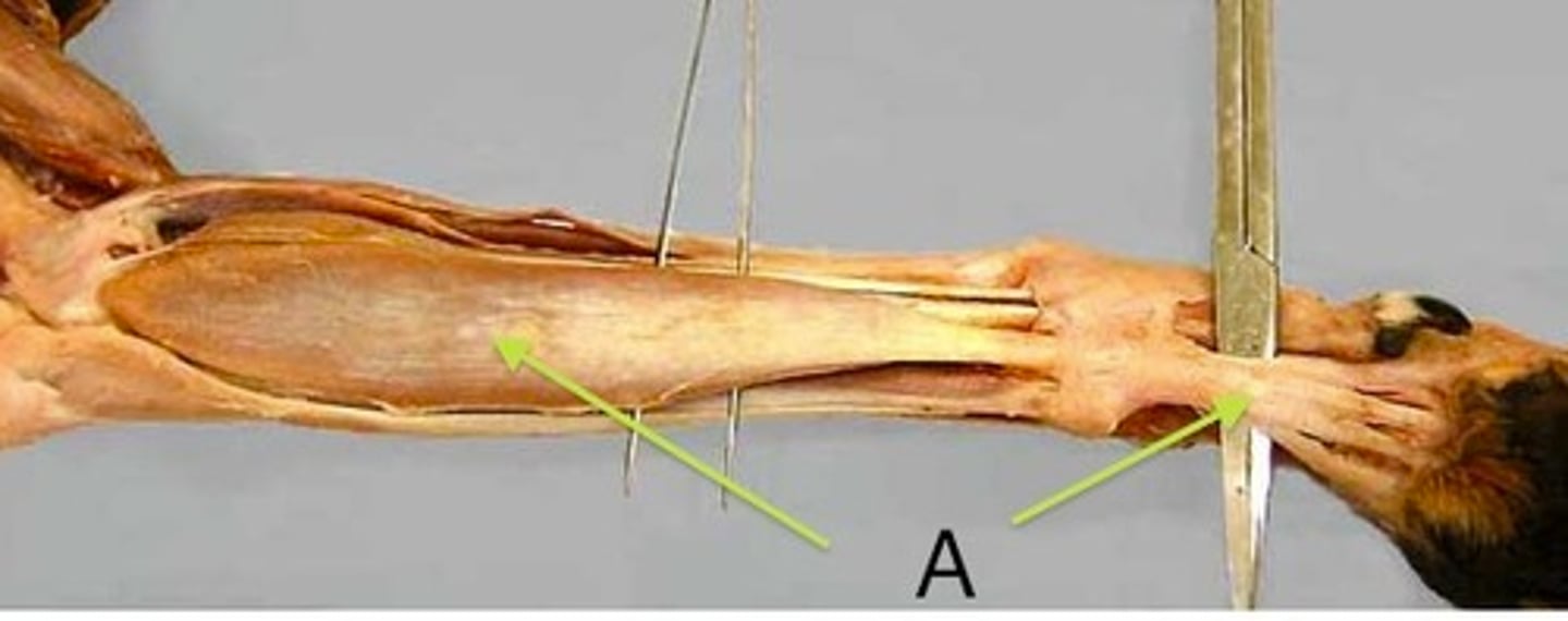 <p>What muscle is this?</p><p>Origin?</p><p>Insertion?</p><p>Action?</p><p>Nerve?</p>