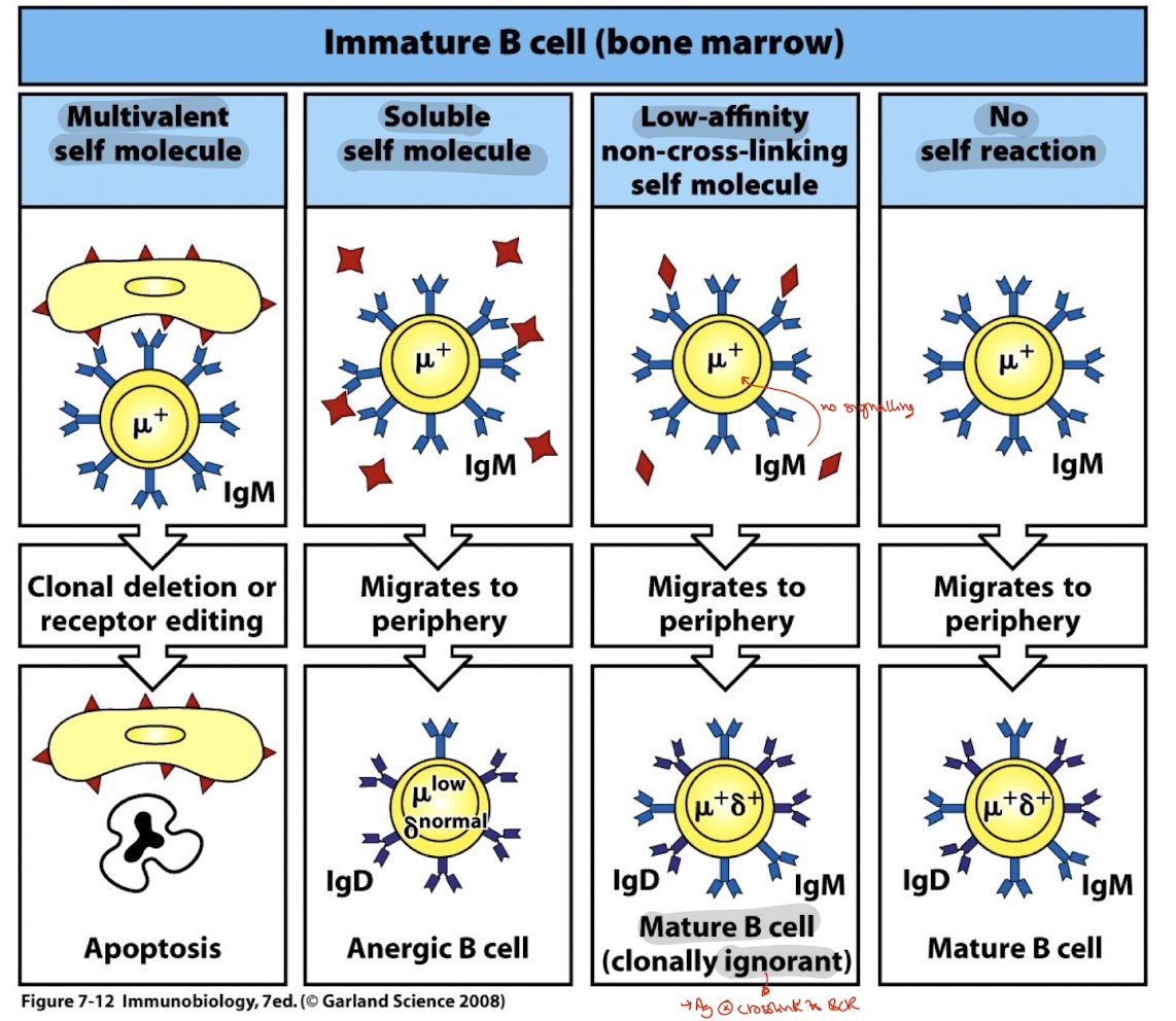 <ol><li><p>apoptosis</p></li><li><p>Anergic B cell </p></li><li><p>Mature B cell clonally ignorant </p></li></ol><p></p>