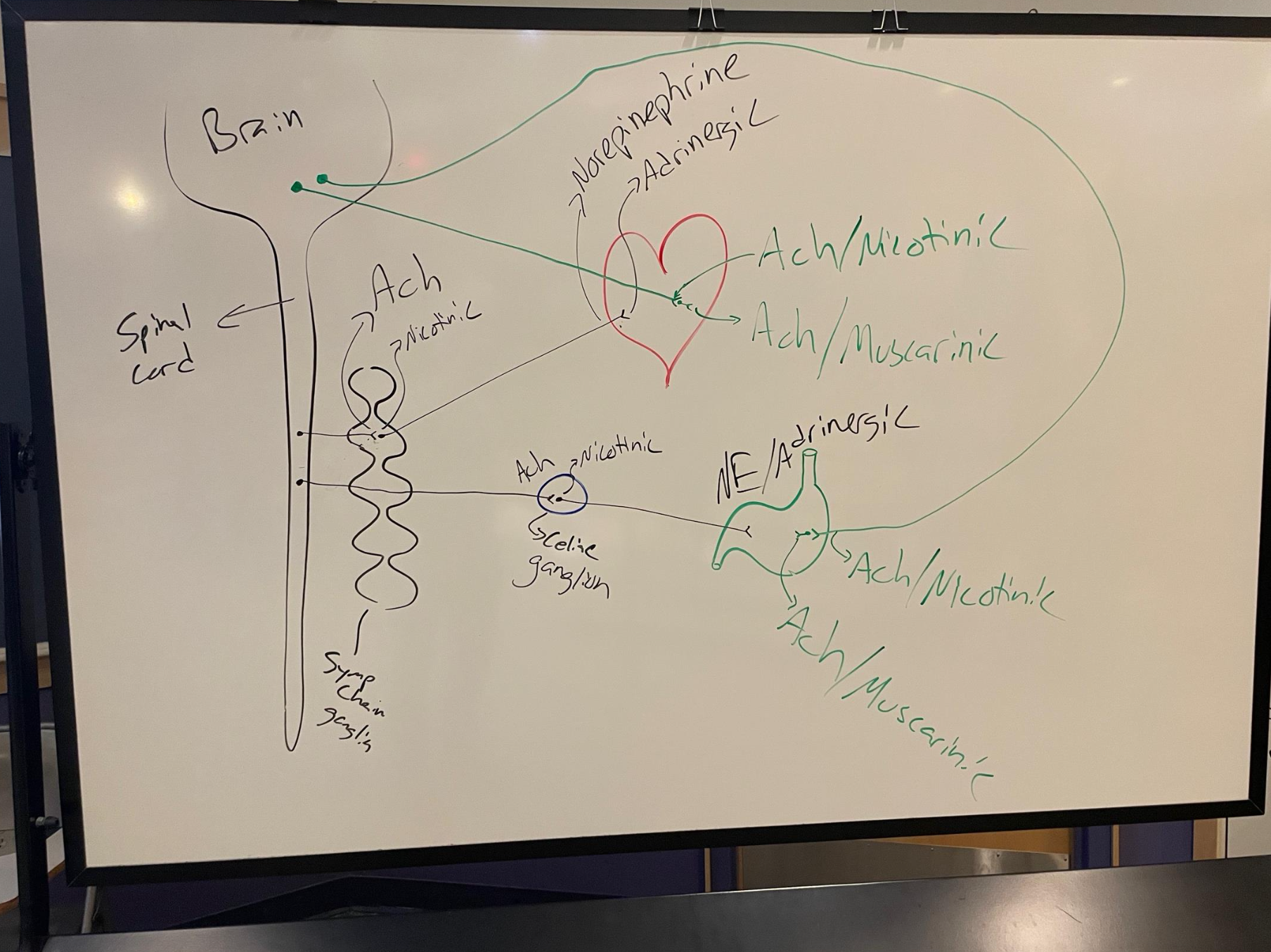 <p>What happens when Ash binds to nicotinic receptors in autonomic ganglia?</p>