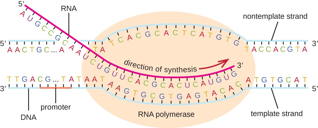 <p>transcription</p>