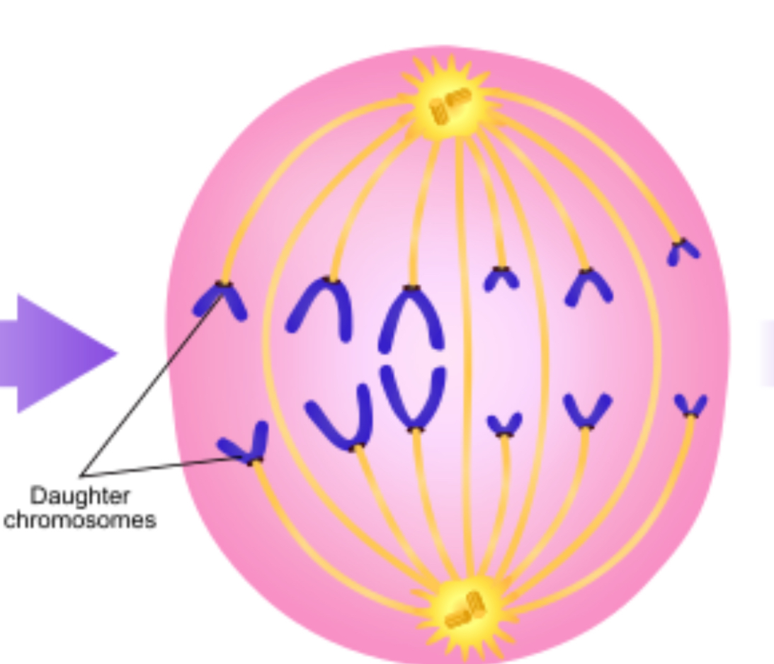 <p>Spindle fibers shorten on both ends of the cell, pulling apart the sister chromatids they are attached to and towards opposite end of cell, daughter chromatids head towards opposite ends of the cell.</p>