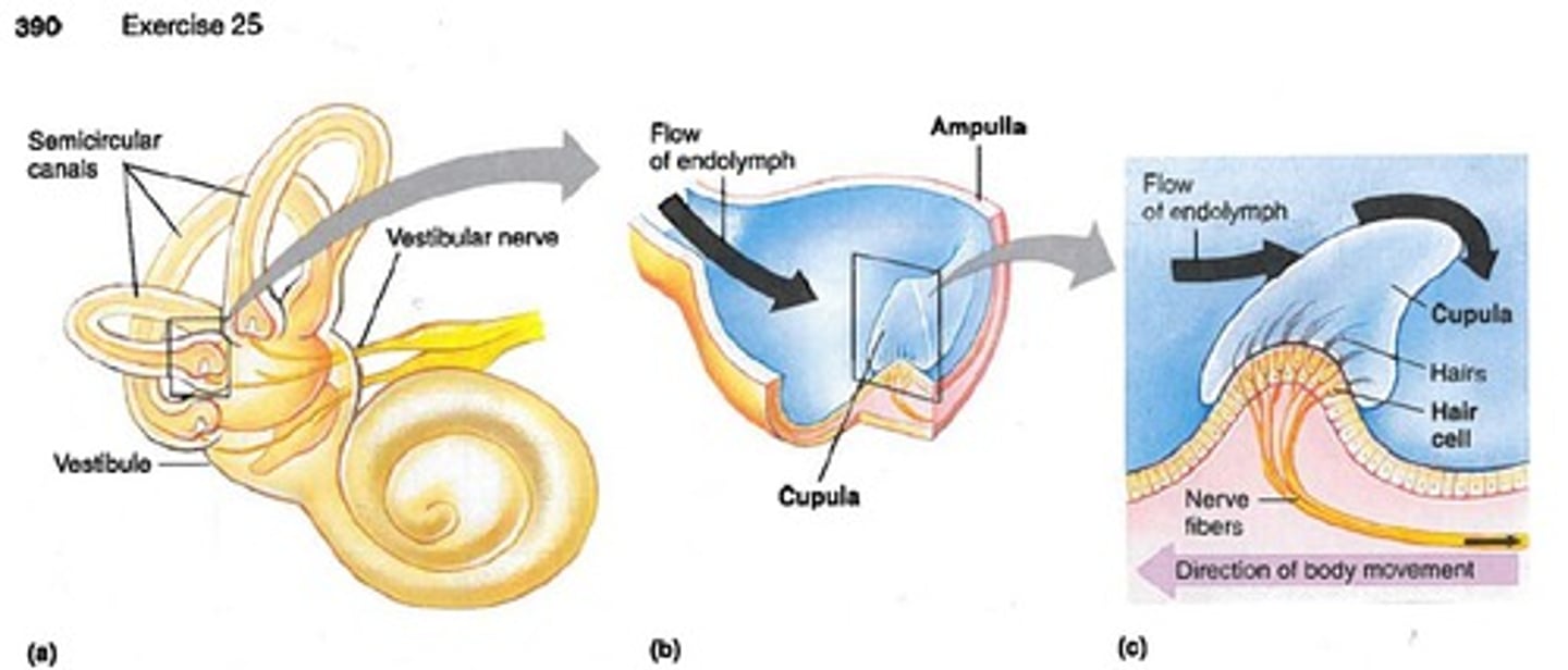 <p>what part of the ear is this?</p>