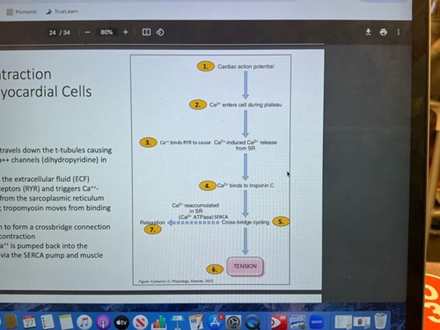 <p>1. cardiac AP travels down t-tubules causing depolarization; L-type Ca++ channels in sarcolemma open<br>2. Ca++ enters cell from ECF <br>3. Ca++ binds ryanadine receptors (RYR) and triggers Ca++-dependent Ca++ release from SR <br>4. Ca++ binds to troponin C; tropomyosin moves from binding site<br>5. myosin can bind to actin to form crossbridge connection<br>6. power stroke or muscle contraction <br>7. after contraction, Ca++ is pumped back in to SR via SERCA pump and muscle relaxation occurs</p>