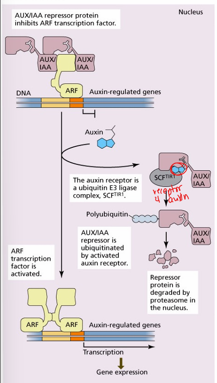 <ul><li><p>S = Skp1 (ASK1-arabidopsis skip1)</p></li><li><p>C = cul1 protein </p></li><li><p>F = F-box protein… conserved region (very diverse)</p></li></ul><p></p>