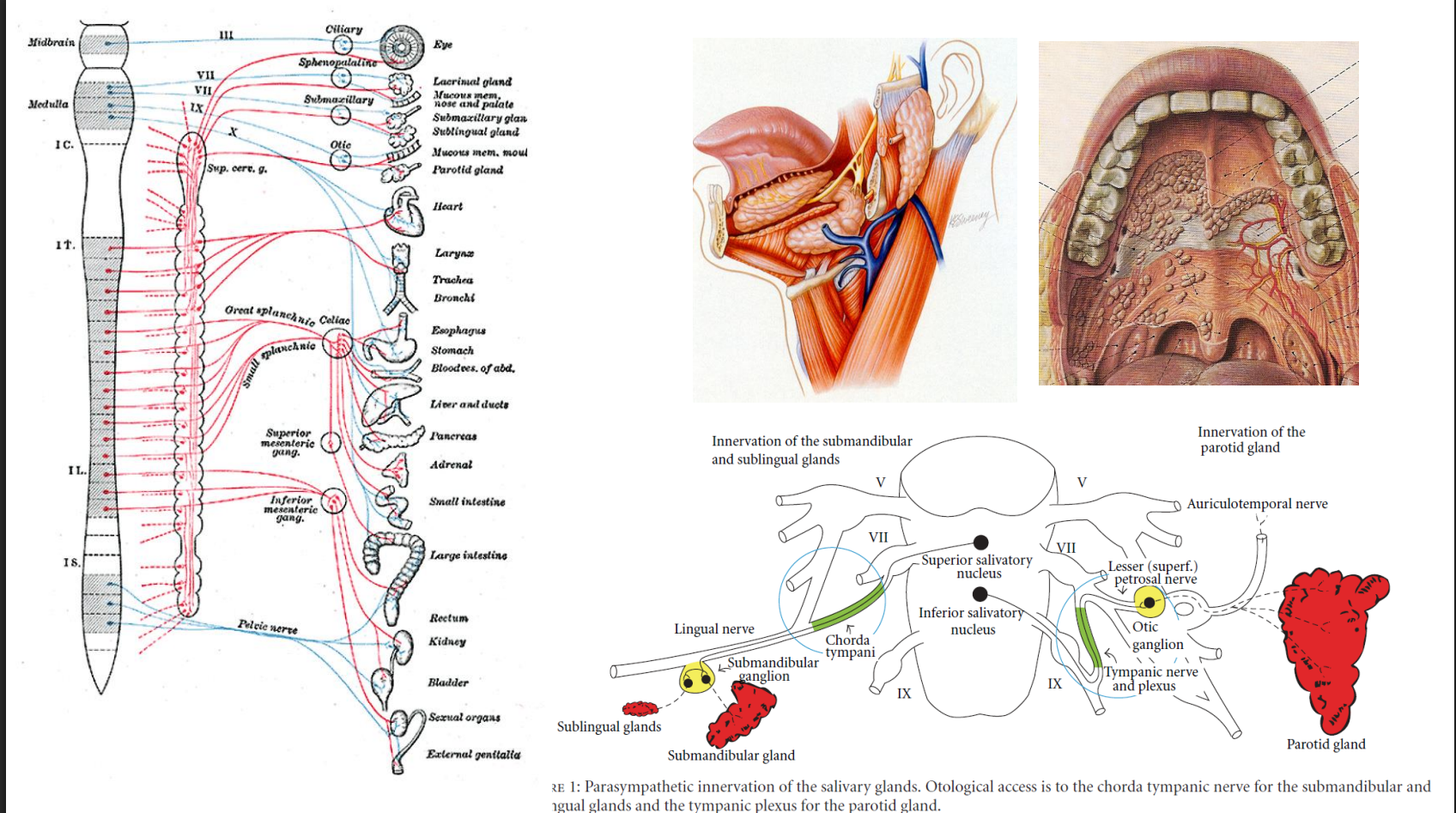 <p>Speekselklieren: </p><ul><li><p>Parotis (20-30%) sereus </p></li><li><p>Submandibulair (50-70%): seromuceus </p></li><li><p>Sublinguaal: muceus (5%) </p></li><li><p>Mineure speekselklieren (5-10%) </p></li></ul><p>Functies: </p><ul><li><p>Ondersteuning van slikken, spijsvertering </p></li><li><p>Spraak </p></li><li><p>Behoud van mondhygiëne </p></li></ul><p>Autonome bezenuwing: vnl parasympathisch </p><p>1,2 liter per dag bij volwassenen </p><p>Basale en gestimuleerde flow</p><p></p>