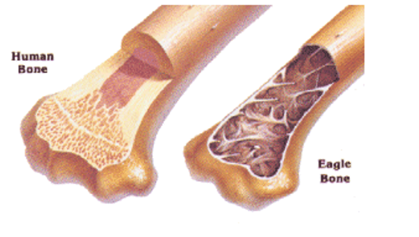 <p>"hollow" and contain air spaces that are connected to the respiratory system</p>