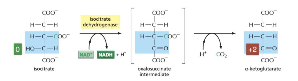 * in the first of four steps, isocitrate dehydrogenase catalyses the oxidation of carbon 4- the hydroxyl group being converted to a carbonyl
* an NAD+ molecule is reduced in the process
* the intermediate formed is unstable and is rapidly decarboxylated - producing 𝛂-ketoglutarate and CO2