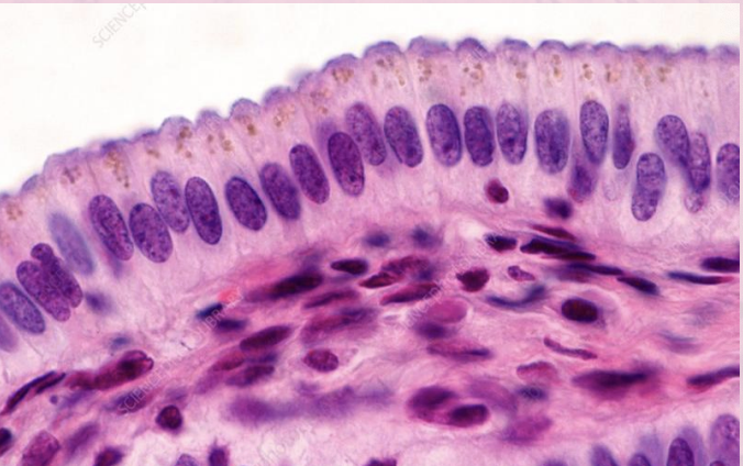 <p>taller than they are wide, single layered, may be ciliated</p>