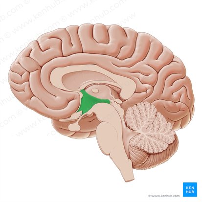 <p>directly above brainstem, below thalamus + above pituitary gland</p>
