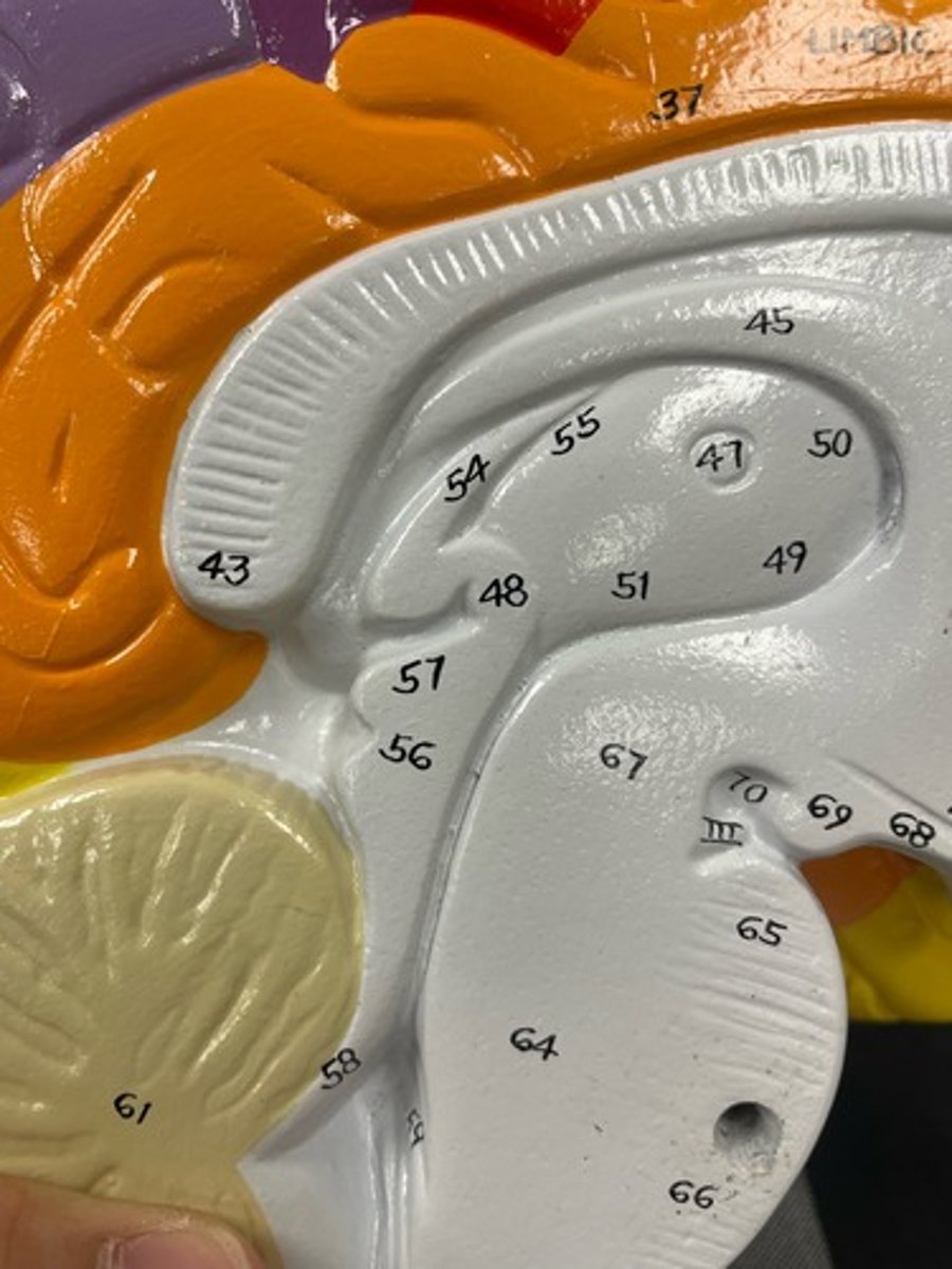 <p>divot between 67 and 56</p>