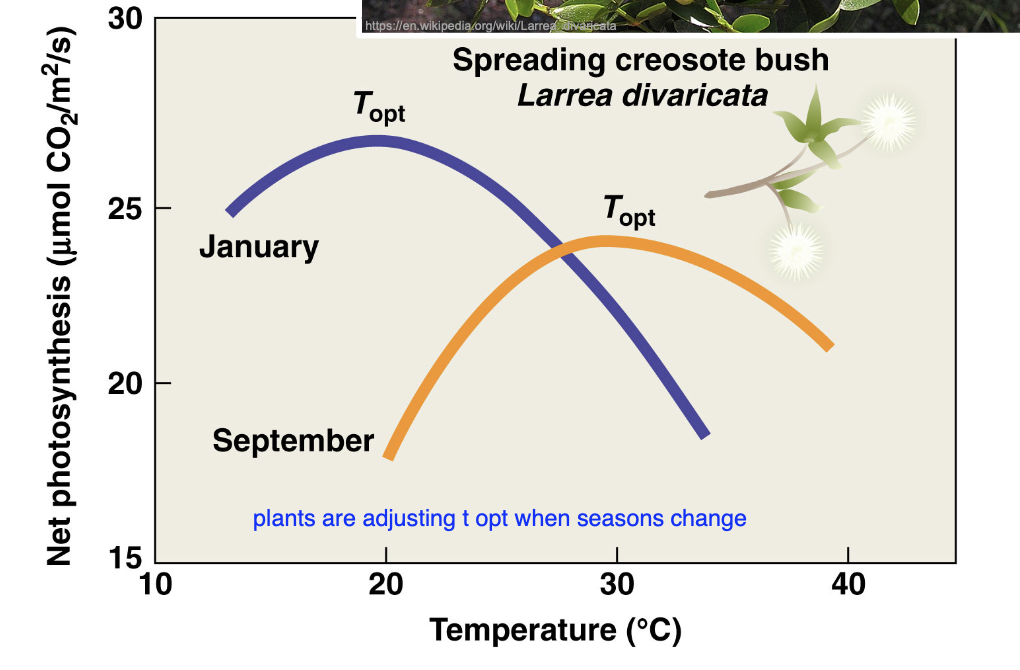 <p>this graph demonstrates what? what response ?</p>