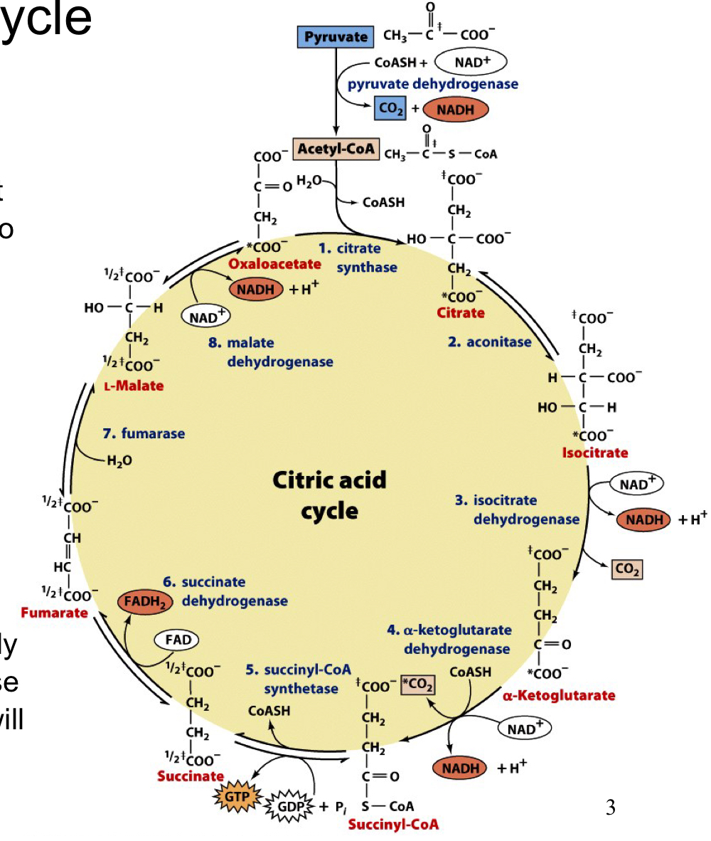 acetyl groups are fed into the cycle and completely oxidized. the oxaloacetate substrate used at the beginning is regenerated so only the 2 Caron acetyl group is consumed

all reactions occur in the mitochondria of eukaryotic cells so substrate/product transport is often required

acetyl-CoA is the high energy compound (thirster) that initiates the cycle

the 2 carbons that enter as acetyl-CoA are not immediately oxidized in the first round (those come from oxaloacetate) but will eventually become oxidized through multiple cycles 
