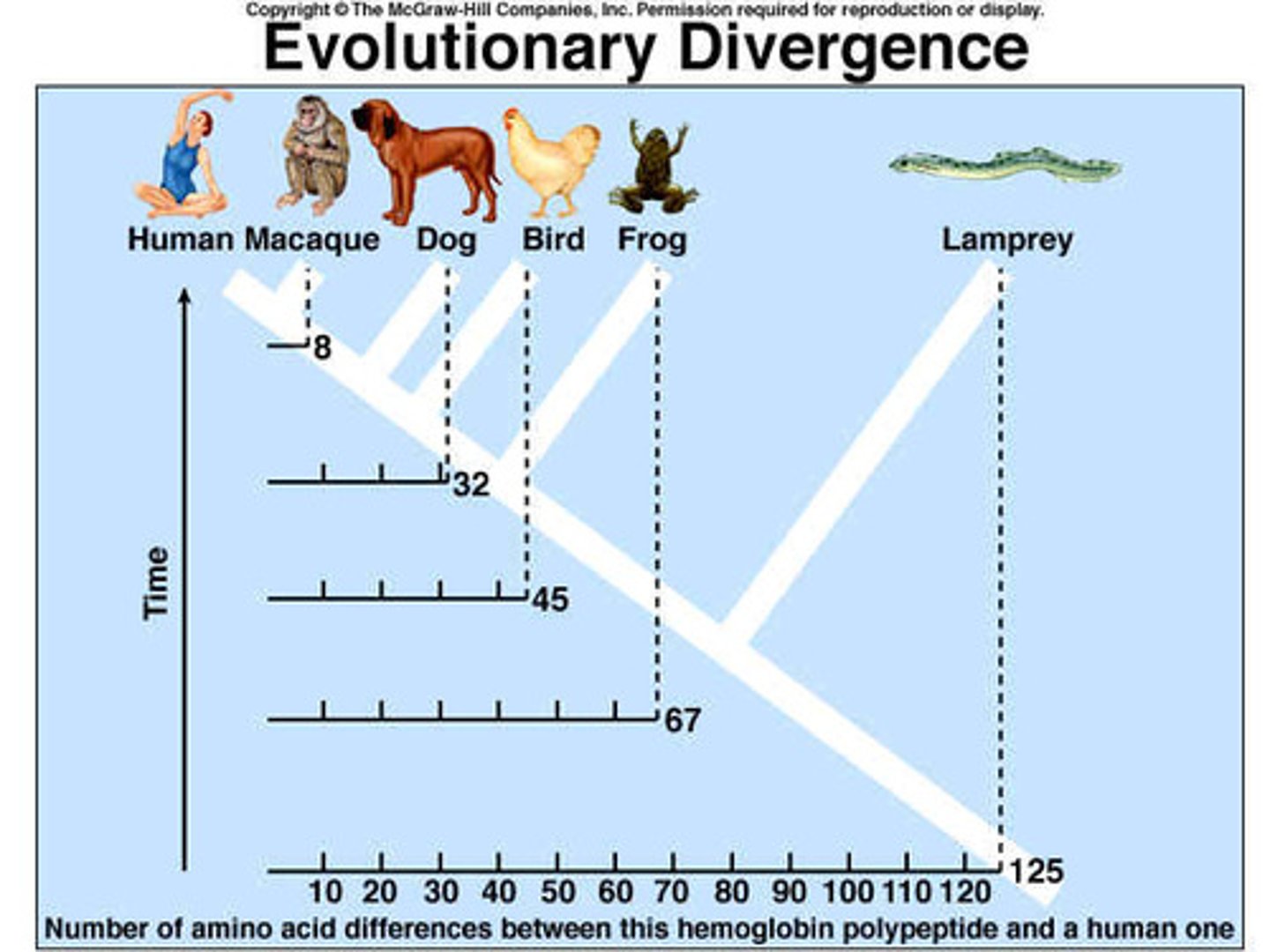 <p>Sequence of amino acids, similar proteins, similar DNA in various forms of life demonstrates relationships. The closer a group of animals or plants are, the more amino acids, proteins, DNA they have in common.</p>