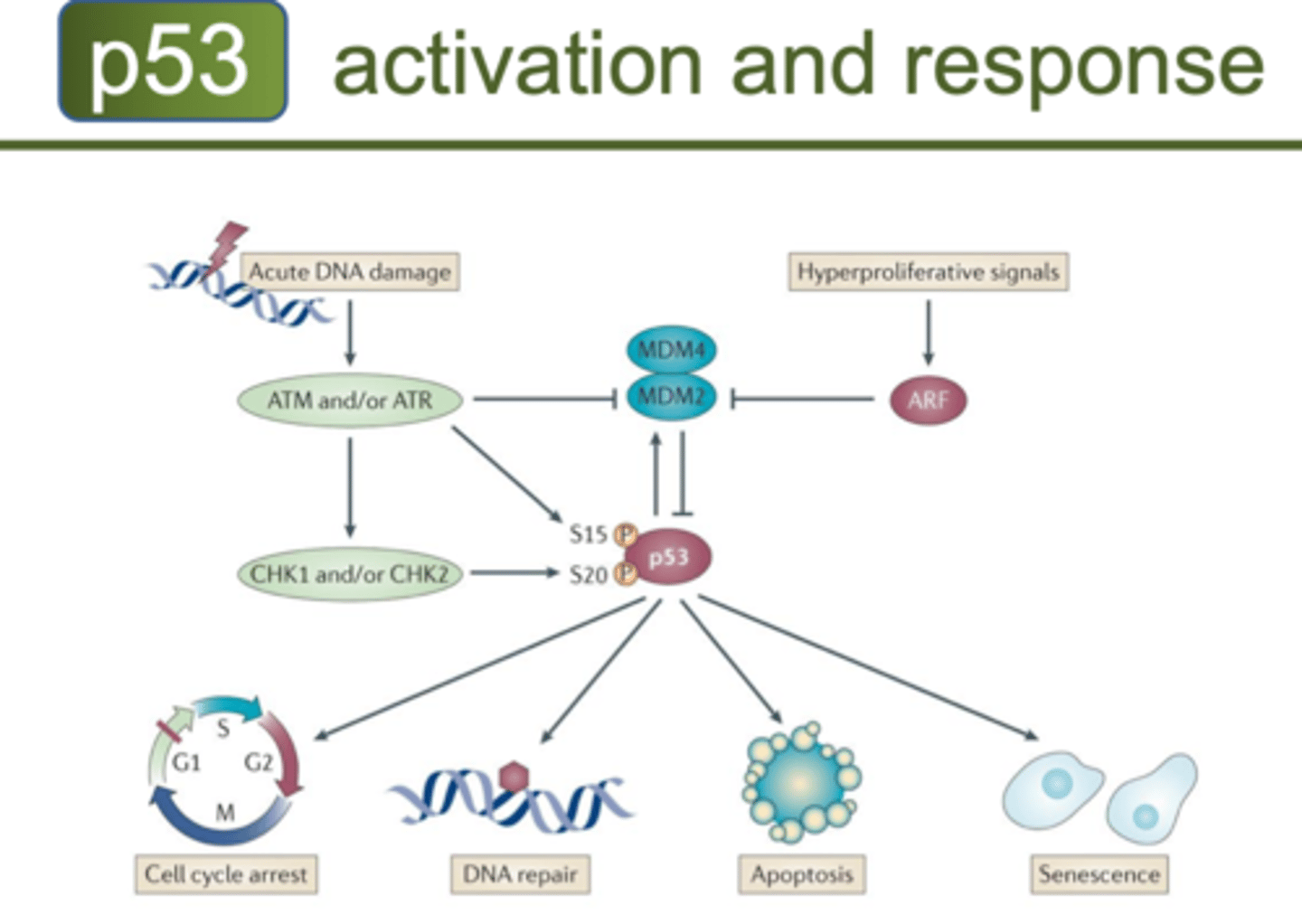 <p>-Genes that normally inhibit cell division</p><p>Stops working due to</p><p>-Translocation (transfer of one part of a chromosome to another part, rearrangements of genes)</p><p>-Gene deletion</p><p>-Point Mutation</p>