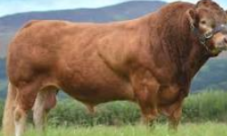 <p>beef breed, golden red in color, long bodied, well-muscled</p>