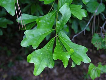 <p>water oak</p>