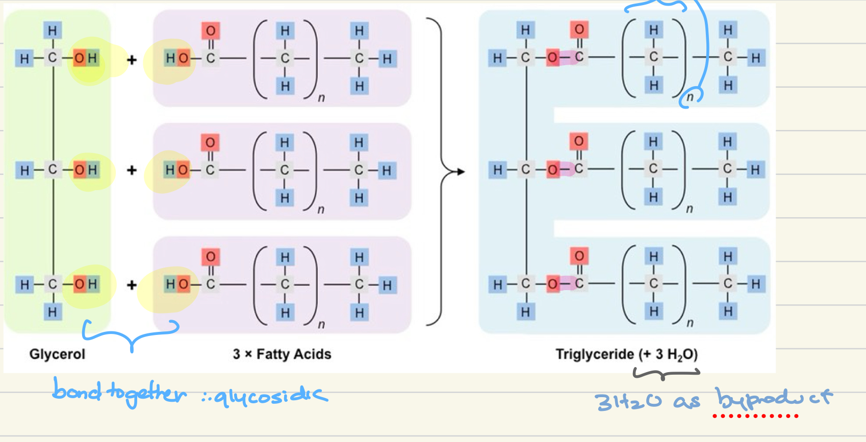 <p>through <strong>condensation reaction </strong>with h2o as byrpoduct where glycerol and 3 fatty acids form glycosidic bonds to become a triglyceride </p>