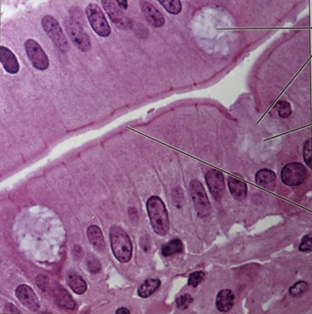 <ol><li><p>What tissue is this?</p></li><li><p>Where can it be found?</p></li><li><p>What is its function?</p></li></ol><p></p>