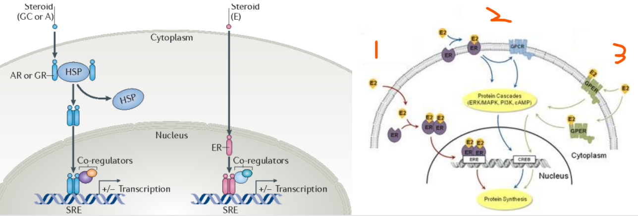 <p>Steroid Hormone Receptors:</p><ul><li><p>Cytoplasmic receptors are usually ___ that are bound to ___ ___ ___ (___) which then go to the nucleus</p></li><li><p>Nucleus receptors become ___ when the hormone binds</p></li><li><p>Then the receptors bind to ___-___ ___ (___) and interact with ___-___ to modulate gene expression</p></li><li><p>Steroid Receptors can activate 3 Main Pathways:</p><ol><li><p>___ ___ pathway</p></li><li><p>___-___ ___ pathway</p></li><li><p>___ pathway</p></li></ol></li></ul><p></p>