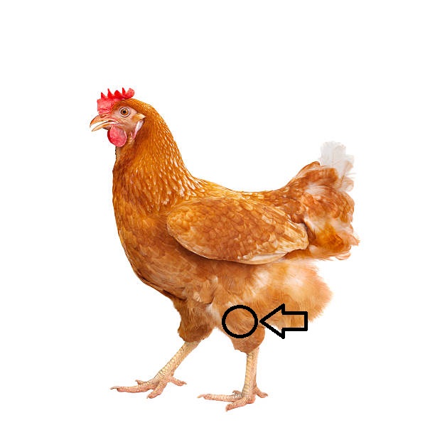 <p>What type of injection is given in the leg?</p>