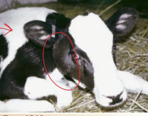 <p><span>Sporadic Bovine Leukosis</span></p>
