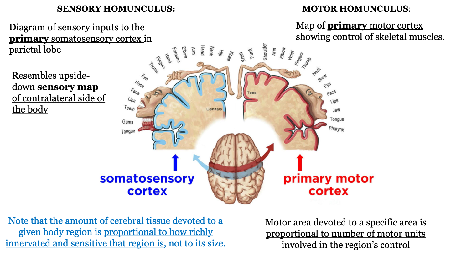 the amount of cerebral tissue given to a body region on the sensory homunculus diagram is proportional to how richly innervated and sensitive that region is