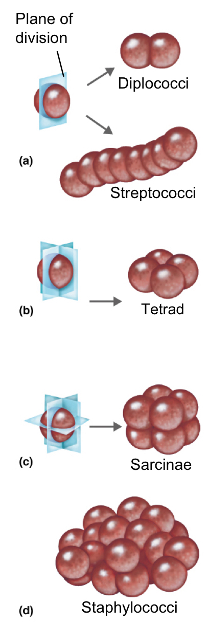 <ol><li><p>Pairs: Diplo</p></li><li><p>Clusters: Staphylo</p></li><li><p>Chains: Strepto</p></li><li><p>Groups of 4: tetrads</p></li><li><p>Groups of 8: sarcinae</p></li></ol><p></p>