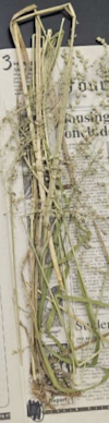 <p>plant?</p>