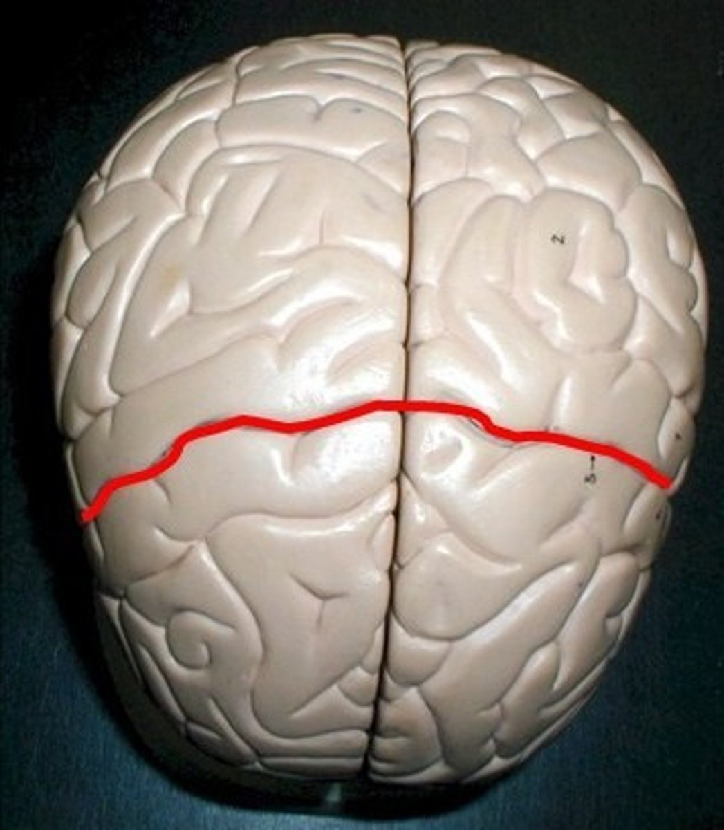 <p>between frontal and parietal lobes</p>