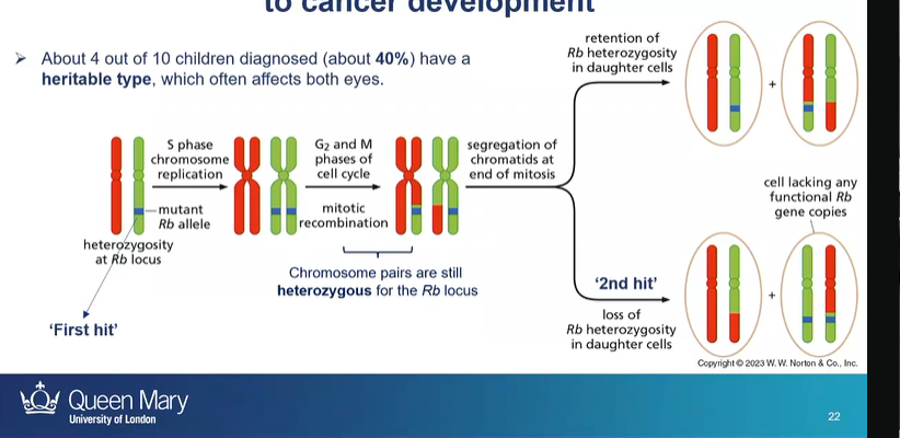 <p>first hit - having a parent with a Rb mutated gene</p><p>then second hit is the loss of heterozygosity - due to mitotic recombination </p>