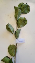Pyrus communis