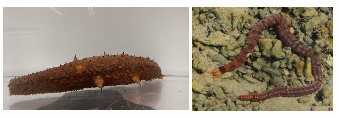 <ul><li><p>sea cucumbers</p></li><li><p>scavengers and filter feeders</p></li><li><p>soft-bodied</p></li><li><p>catch collagen allows them to fit in tight places</p></li><li><p>unique defense (evisceration), may be toxic </p></li></ul><p></p>