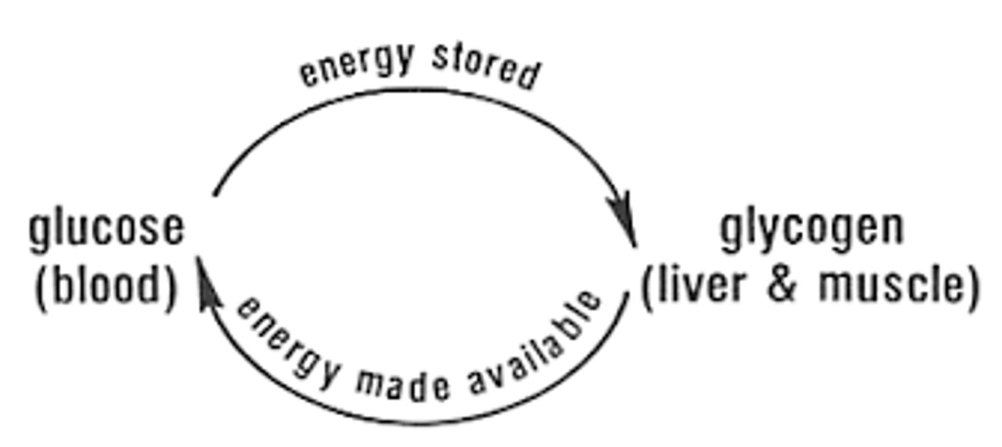 <p>(D) I and III Only</p><p>Glycogen is stored in the liver and the muscles.</p>