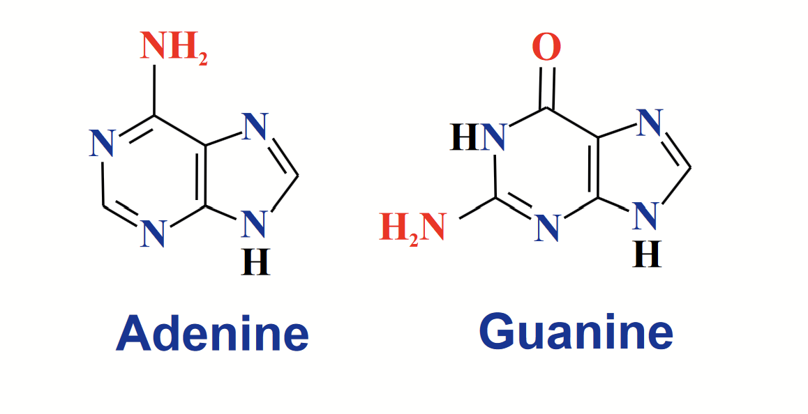 <p>A fused, bicyclic heterocycle.</p><p>Two bases in RNA and DNA: adenine (A) and guanine (G).</p><p>The NH at position 9 links to the anomeric carbon of ribose/deoxyribose.</p>