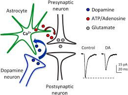 <p>green cell</p>