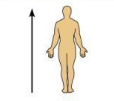 <p>Above; toward the head</p>