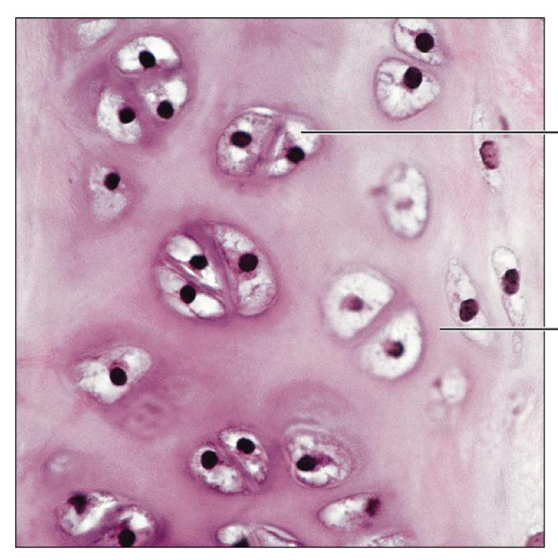 <p>What tissue is this</p>