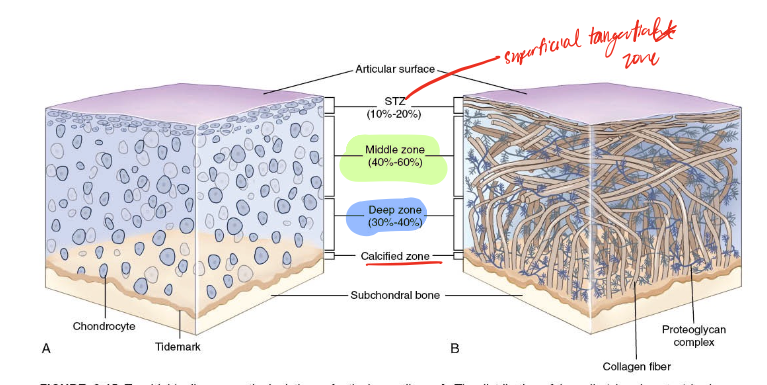 <p>fibers perpendicular to the surface, deeper zones have better orientation to resist secondary tensile loads (deepest zone) since this is where attaches to bone and has the most potential weakness </p>
