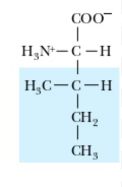 <p>Isoleucine</p>