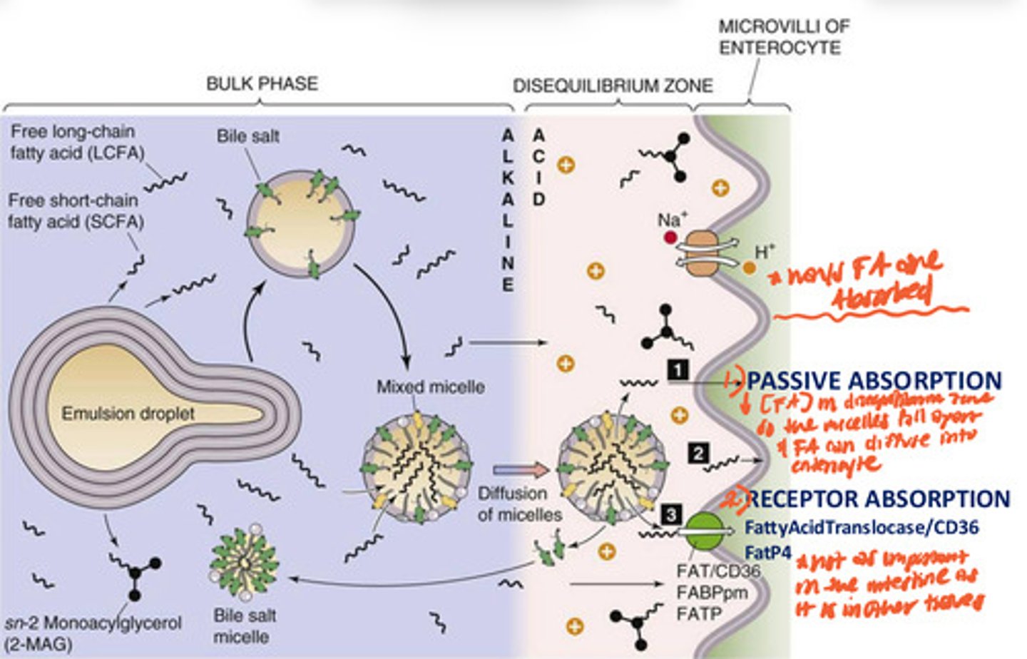 <p>emulsification of fat droplet in bulk zone of intestinal lumen (alkaline environment) --&gt;broken into smaller mixed micelles--&gt; diffuse into the disequilibrium zone (acidic environment) near enterocyte membrane --&gt; low conc. of FA in disequilibrium zone so micelles disassemble --&gt; FA passively diffuse into enterocytes or do receptor mediated absorption via FattyAcidTranslocase/CD36 FatP4</p>